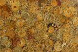 Composite Plate Of Agatized Ammonite Fossils #130577-1